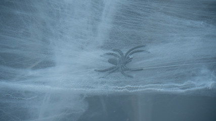 Halloween Spider on Spider Web