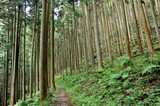 Fototapeta Sypialnia - 奥武蔵 杉林の登山道