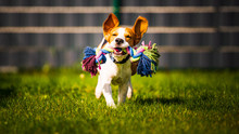 Beagle Dog Jumping And Running Like Crazy With A Toy In A Outdoor Towards The Camera