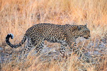 Canvas Print - Beautiful leopard  (Panthera pardus) walking.