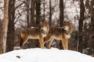  A pair of coyotes in a winter scene
