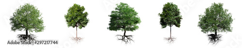 Fotografía trees with roots isolated on white background