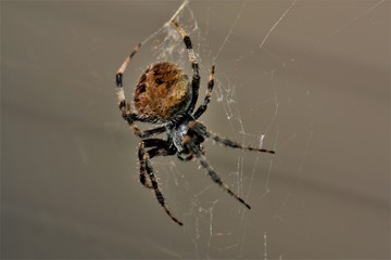 spider on a web