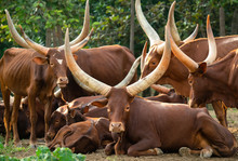 Herd Of Watusi Cattle