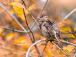 © Dmitrii Potashkin - Sparrow sits on a branch among autumn yellow leaves.
