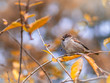 © Dmitrii Potashkin - Sparrow sits on a branch among autumn yellow leaves.