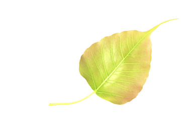 Wall Mural - Closeup young gold Bodhi leaf isolated on white background with space for text.