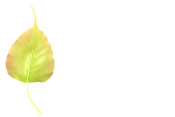 Wall Mural - The young gold Bodhi leaf isolated on left of white background with space for text.