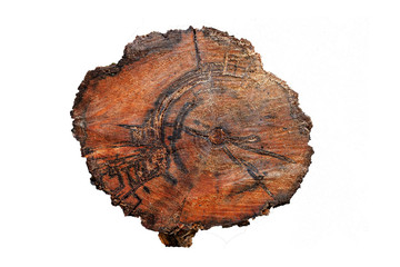 Top view of a tree stump with a cut of a tree covered with resin and with rings during deforestation for wood production with a threat to the environment on white isolated background.