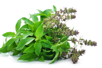 Basil (Ocimum sanctum) isolated on white background