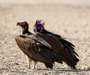 Wall Mural - Lappet-Faced Vultures