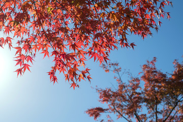 Wall Mural - Japanese red maple leaves against blue sky　紅葉したもみじと青空