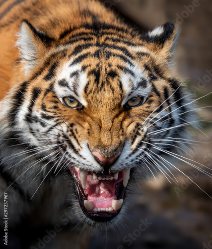 Dekoracja na wymiar  zamknij-widok-portret-tygrysa-syberyjskiego