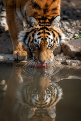 Wall Mural - Tiger male drinking water