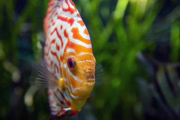 Discus in an aquarium on a green background