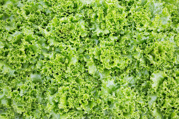 Poster - Colorful salad greens for cooking.