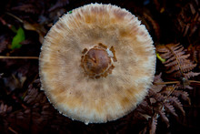 Macrolepiota Excoriata Mushroom Waiting For Mushroom Pickers In Autumnal Brandenburg Forest