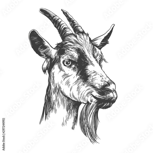 Fotomural goat hand drawn vector illustration realistic sketch