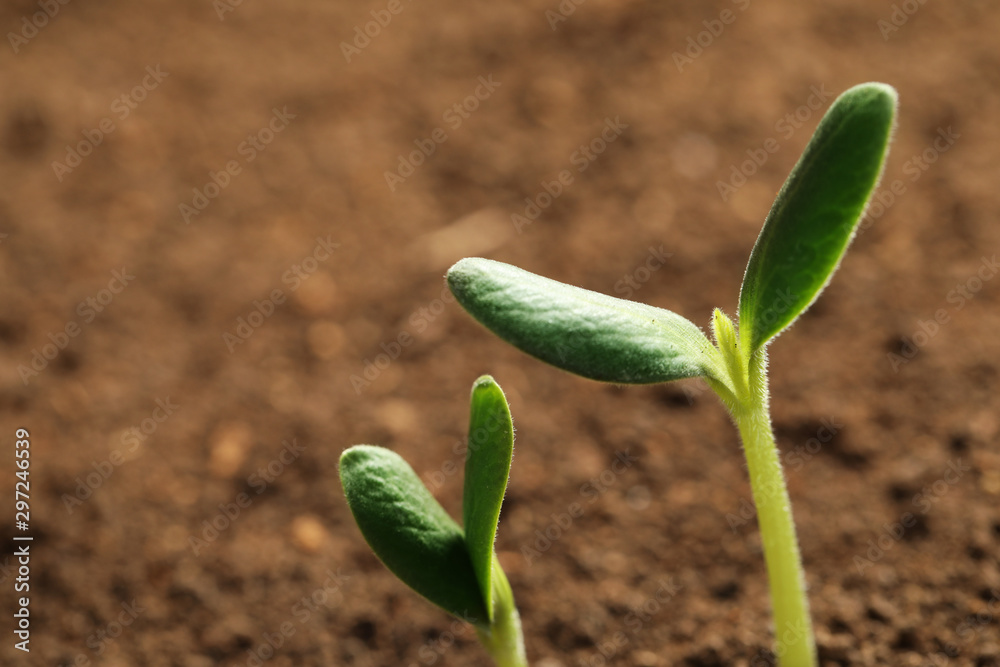 Little green seedlings growing in soil, closeup view - obrazy, fototapety, plakaty 
