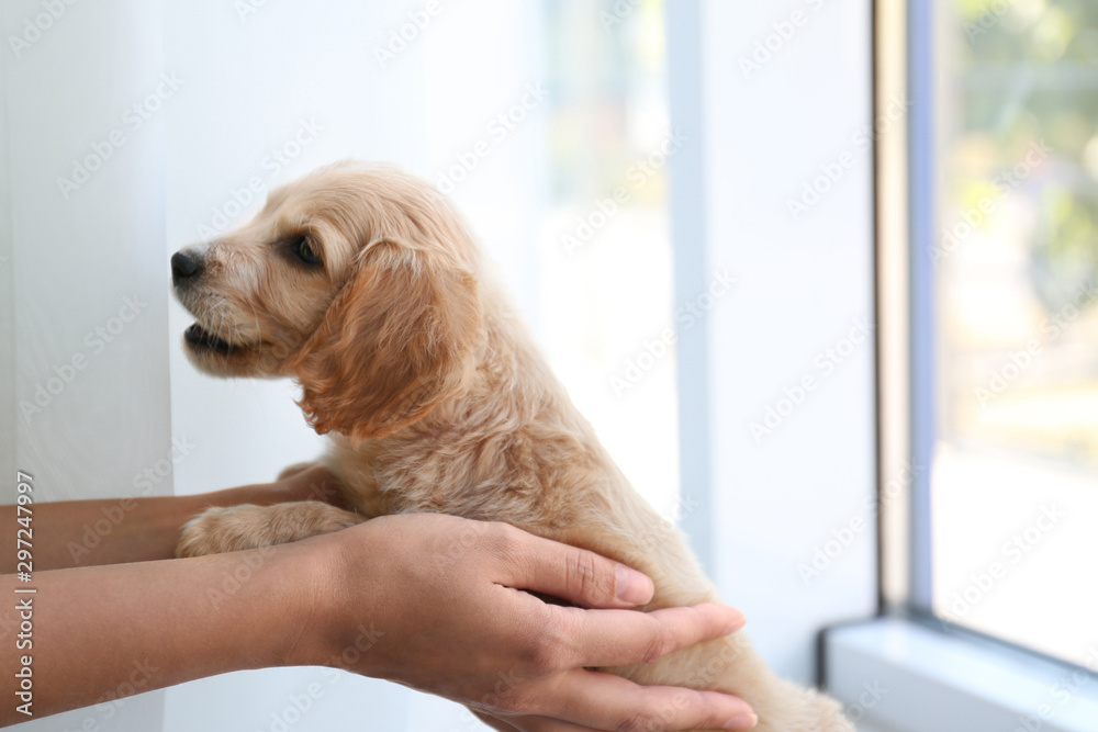 Cute English Cocker Spaniel puppy with owner near window indoors - obrazy, fototapety, plakaty 