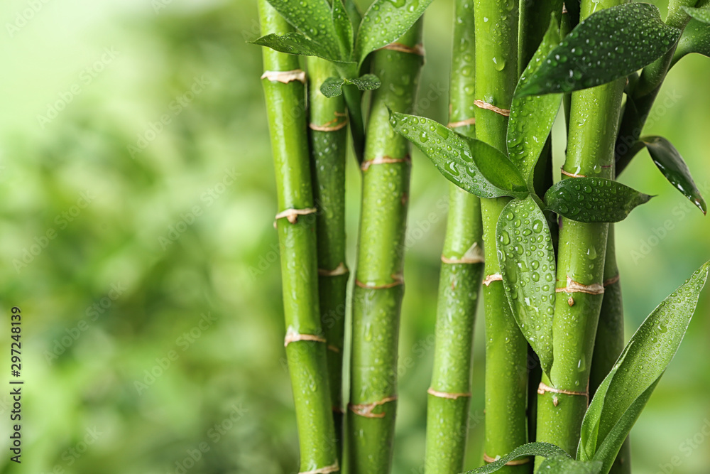 Beautiful green bamboo stems on blurred background - obrazy, fototapety, plakaty 