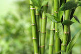 Fototapeta Sypialnia - Beautiful green bamboo stems on blurred background