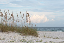 Sea Oats On Dune With Ocean