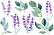 lavender flowers and blue leaves  eucalyptus on an isolated white background, clipart watercolor painting, hand drawing
