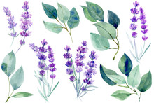 Lavender Flowers And Blue Leaves  Eucalyptus On An Isolated White Background, Clipart Watercolor Painting, Hand Drawing
