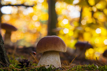 Porcini Mushrooms Forest Glade