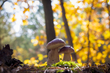 porcini mushrooms pair in wood