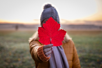 Wall Mural - Woman holding red leaf before her face. Autumn misty morning outdoors