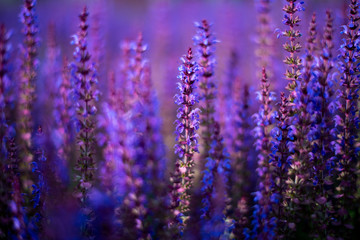  sage flowers close-up in the setting sun on a blurred bokeh background