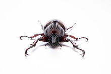 Dynastina, Rhinoceros Beetle, Horn Beetle, Kabutomushi Isolated In White Background. Fighter Insect 
