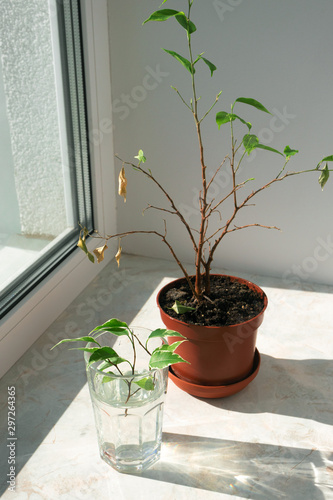 Cuadros en Lienzo Wilting, dry plant in pot and new shoots in glass with water on windowsill