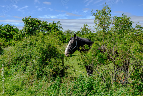 Fotomural Large shire horse seen eating some of the hedgerow in which the horse is paddocked in this rural English location, seen in summer