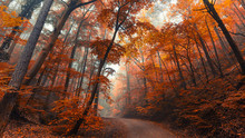 Autumn Forest In The Mist 