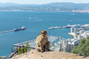 Monkey sitting with sea ship and mountain on background in Gibraltar