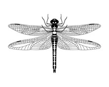 Black Vector Dragonfly Icon Isolated On White Background,