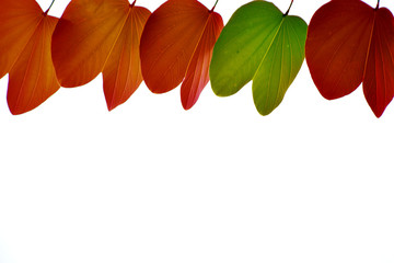 Wall Mural - Different leaves isolated on white background