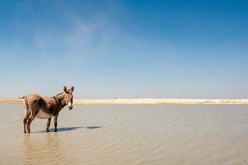 Donkey, South Africa, desert, standing in water