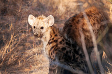 Hyena, South Africa, Pair, Close Up
