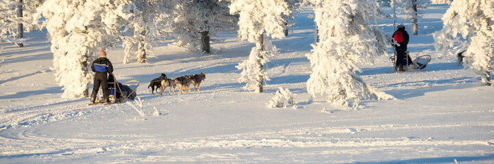 Wall Mural - Husky dog sledding in Lapland, panoramic winter background, Finland