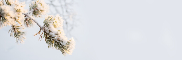 Wall Mural - Snowy pine tree branch close-up in winter, white panoramic  background with copy-space