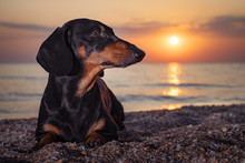 Adult Purebred Dachshund Lies On The Beach In The Evening At Sunset.