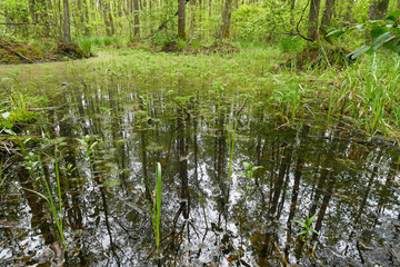 Canvas Print - Sumpf im Nationalpark Biebrza - Marsh in Biebrza National Park