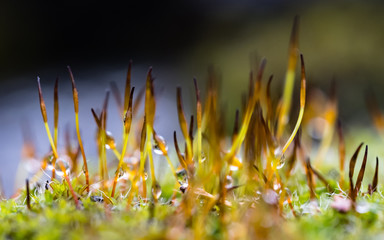 Wall Mural - Macro view using shallow depth of field of a moss colony seen after a heavy downpour, showing the delicate detail of the young stems sprouting from the base.