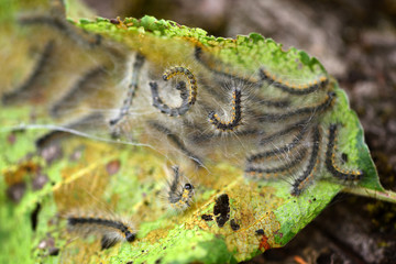 Caterpillars of the Aporia crataegi (black-veined white) eating apple leaves, close up macro detail, soft blurry bokeh