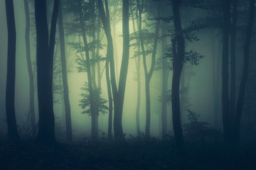 Wall Mural - mysterious dark woods fantasy landscape