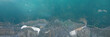 plastic pollution in ocean water, bottles and bags on the sea floor, micro plastic pollution (3d illustration panorama banner)